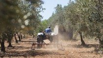 El cooperativismo andaluz pide reforzar la posición del productor