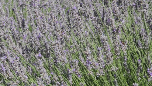 AlVelAl convoca el III Fondo Esencias para la plantación de aromáticas
