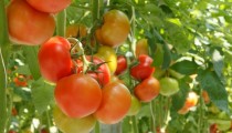 El Plan Estratégico de Frutas y Hortalizas ejecuta más del 79% de sus medidas