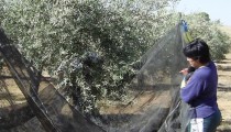La Estrategia Andaluza del Olivar ejecuta o desarrolla el 86% de sus medidas