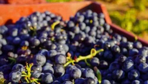 Asaja Almería prevé un aumento de hasta el 15% en la producción de uva