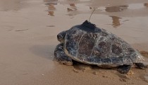 Andalucía suelta en el mar 35 tortugas bobas tras su cuidado en 2026