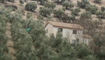 SmartOlivar impulsará la IA para mejorar la rentabilidad del olivar