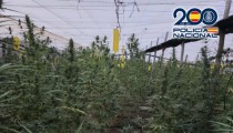 Desmantelan un invernadero con 3.300 plantas de marihuana en El Ejido