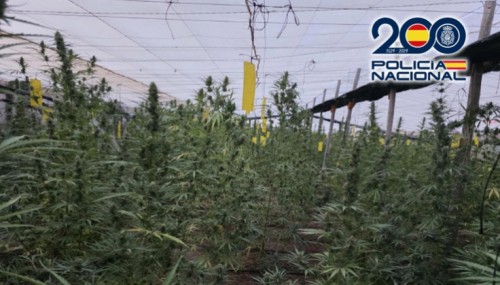 Desmantelan un invernadero con 3.300 plantas de marihuana en El Ejido