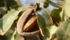 UPA Almer&iacute;a alerta de p&eacute;rdidas de hasta el 50% de la cosecha de almendra en la provincia