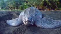Una investigaci&oacute;n calcula el grado de amenaza que sufren las tortugas marinas