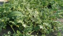 Las lluvias y la falta de luz pueden reducir en un 25% las cosechas de mel&oacute;n y sand&iacute;a