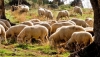 Andaluc&iacute;a recomienda a los ganaderos vacunar a sus animales contra la lengua azul