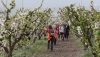 SENDERISMO: Vuelve la Ruta del Cerezo en Flor en la comarca de Nacimiento