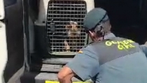 Investigan a una persona en V&iacute;car por darle una paliza a un perro