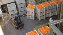 Andaluc&iacute;a concede 125,1 millones a las organizaciones de productores de frutas y hortalizas