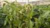 La ara&ntilde;a roja y el parvispinus arrasan la producci&oacute;n de pimiento y se extienden a otros cultivos