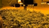 Detenido por cultivar cerca de mil plantas de marihuana en una vivienda de Benizal&oacute;n