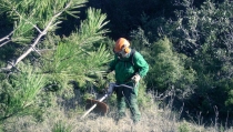Creadas 520 hect&aacute;reas de &aacute;reas cortafuegos en la Sierra de G&aacute;dor