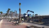 Adra planta una quincena de palmeras en el Paseo Mar&iacute;timo del Censo