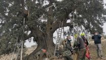 La encina de la Peana de Ser&oacute;n comienza el tratamiento de los hermanos Moya