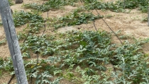 Las &uacute;ltimas lluvias amenazan la campa&ntilde;a de frutas y hortalizas en la provincia