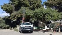 Adra realiza labores preventivas contra la oruga procesionaria
