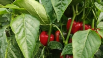 Las diferencias de producci&oacute;n y la fluctuaci&oacute;n de precios marcan las primeras semanas de campa&ntilde;a hort&iacute;cola