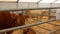 La Junta convoca ayudas por m&aacute;s de 1,6 millones para cert&aacute;menes agroganaderos