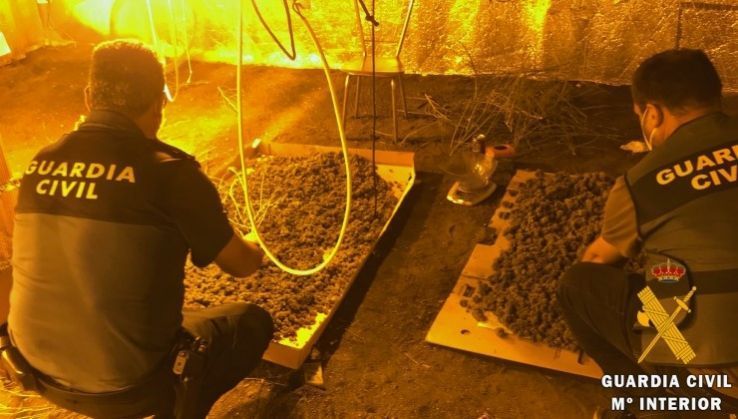 Detienen a una mujer en Tabernas por cultivar marihuana en su vivienda
