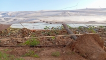 Andaluc&iacute;a activa nuevas ayudas para agricultores y ganaderos afectados por la DANA y la sequ&iacute;a