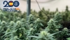 Dos detenidos en dos nuevas operaciones contra el narcotr&aacute;fico en Almer&iacute;a
