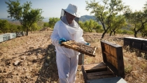Andaluc&iacute;a autoriza ayudas del Decreto de la Sequ&iacute;a a los sectores agr&iacute;colas m&aacute;s afectados