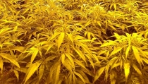 Detienen a los cinco responsables de dos cultivos de marihuana en El Puche
