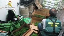 Detienen al responsable de una plantaci&oacute;n 'indoor' de marihuana en Adra