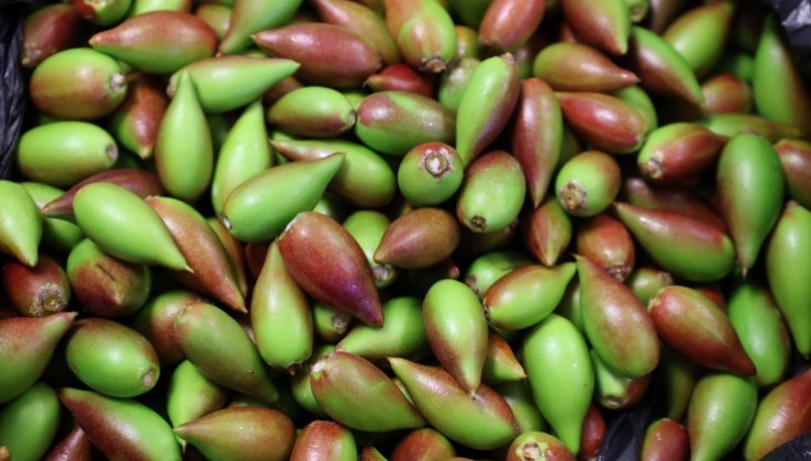 Beyond Seeds patenta el uso del arg&aacute;n para prevenir la diabetes y la obesidad