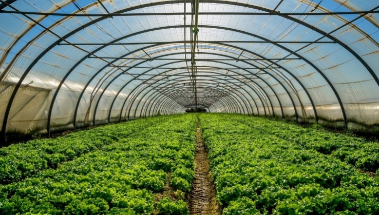 El I Plan Estrat&eacute;gico para las Frutas y Hortalizas de Invernadero de Andaluc&iacute;a ya est&aacute; disponible