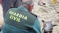 Aparece una tortuga boba muerta en la playa de las Salinas de Cabo de Gata