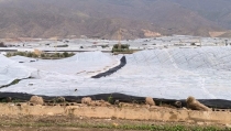 Andaluc&iacute;a declara desastre natural los efectos de la DANA en el sector agrario