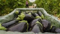 Hortyfruta activa la Extensi&oacute;n de Norma para la berenjena negra larga cultivada en invernadero