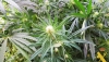 Detienen al responsable de una plantaci&oacute;n de marihuana 'indoor' en Albox