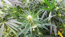Detienen al responsable de una plantaci&oacute;n de marihuana 'indoor' en Albox
