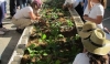 M&aacute;s de 700 mil j&oacute;venes participar&aacute;n en la L&iacute;nea de Actuaci&oacute;n de Huertos Escolares
