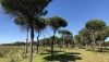 La Junta invierte 85 millones en trabajos de protecci&oacute;n de los bosques andaluces