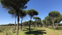 La Junta invierte 85 millones en trabajos de protecci&oacute;n de los bosques andaluces