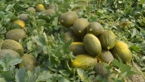 ASAJA Almer&iacute;a denuncia que el precio del mel&oacute;n no supera la mitad de los costes de producci&oacute;n