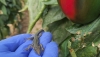 Estudian el uso de reptiles para el control biol&oacute;gico de plagas en invernaderos de Almer&iacute;a