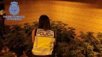 Detienen en Almer&iacute;a a los dos responsables de una plantaci&oacute;n de marihuana