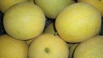 ASAJA denuncia que los precios del mel&oacute;n y la sand&iacute;a se hunden m&aacute;s de un 30%
