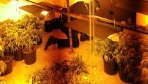 Diez detenidos en Almer&iacute;a por cultivar marihuana en sus viviendas