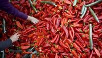 Almer&iacute;a se sit&uacute;a como tercera exportadora andaluza con un crecimiento del 17,7%