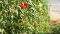 Andaluc&iacute;a lidera las exportaciones de frutas y hortalizas de Espa&ntilde;a