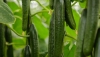 HORTYFRUTA desactiva la extensi&oacute;n de norma para el pepino
