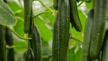 HORTYFRUTA desactiva la extensi&oacute;n de norma para el pepino